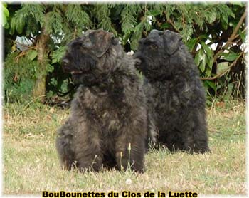 bouvier des flandres photo chiot - Elevage Clos Luette -  COPYRIGHT DEPOSE